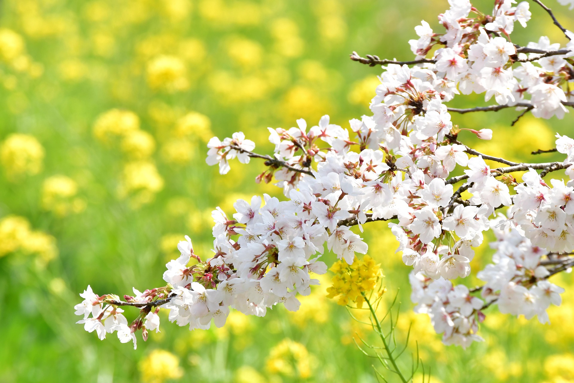 菜の花と桜